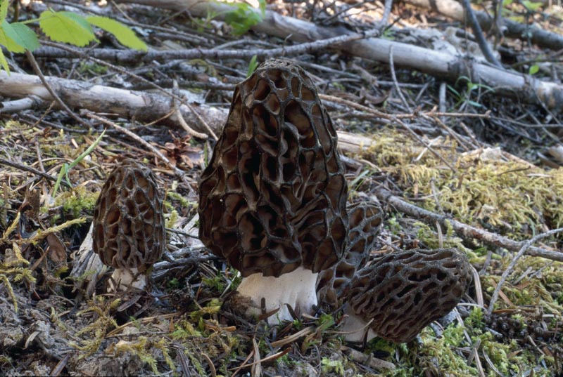 Morchella elata clade